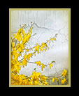 cascading golden flowers against a wall thumbnail